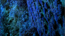 skybots_corals.png 